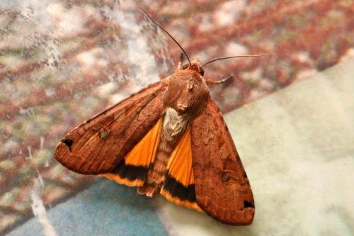 Noctua pronuba